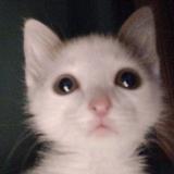 kitties daily^^